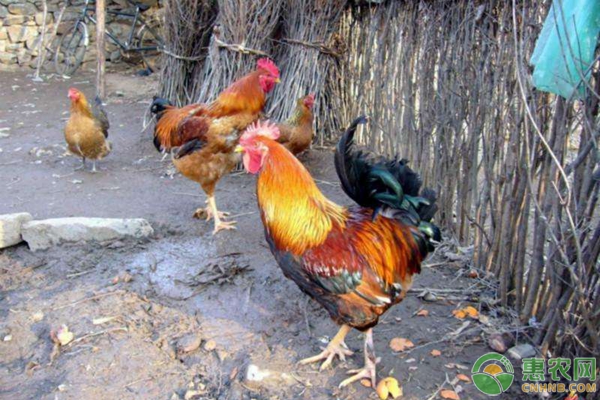 蛋雞多產(chǎn)蛋方法